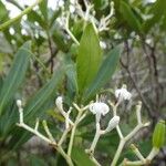 Psychotria rupicola Cvet