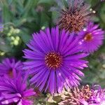 Symphyotrichum novae-angliae Blüte