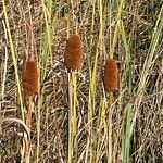 Typha latifolia Плід