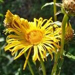 Inula salicina Kvet