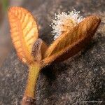 Pancheria ferruginea Blüte