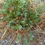 Rumex roseusBlad