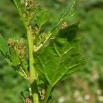 Chenopodium rubrum Hoja
