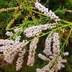 Tamarix chinensis Flor