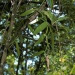 Vanilla planifolia Habitus