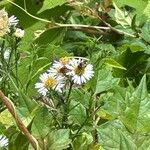 Symphyotrichum lanceolatumFlower