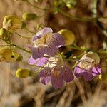 Penstemon fruticiformis موطن