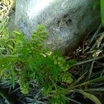 Lepidium didymumFlower