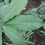 Petrea volubilis Leaf