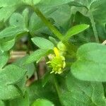 Ranunculus parviflorus ᱵᱟᱦᱟ