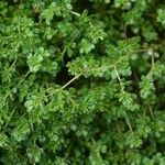 Frankenia pulverulenta Hoja