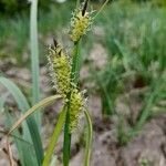 Carex rostrata Lorea