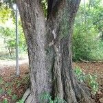 Chrysophyllum mexicanum Bark