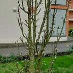 Malus domestica ᱛᱟᱦᱮᱸ