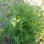 Trigonella foenum-graecum Levél