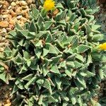 Faucaria tigrina Vivejo