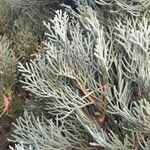 Cupressus sempervirens Leht