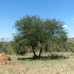 Vachellia etbaica Hábito