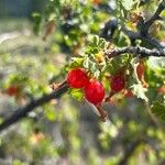 Ribes cereum Плод