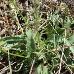 Anarrhinum bellidifolium List