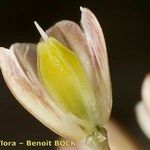 Allium pallens Fruit