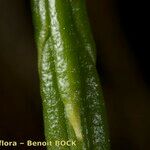Lycopodium × zeilleri Corteza