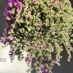 Mesembryanthemum nodiflorum Hábito