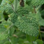 Mentha × villosa Liść