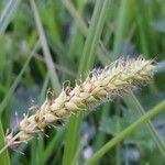 Carex vesicaria Staniste