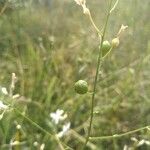 Anthericum ramosum Fruit