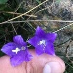 Campanula herminii Цвят