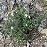 Cistus umbellatus Plante entière