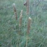 Phalaris aquatica Fula