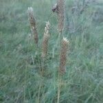 Phalaris aquatica Цвят