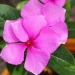 Catharanthus roseusᱵᱟᱦᱟ