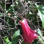 Lapageria rosea Fiore