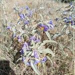 Solanum elaeagnifolium葉