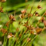 Juncus capitatus Annet