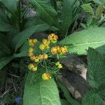 Euphorbia cyparissias 花