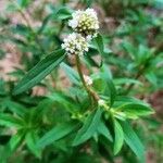 Spermacoce verticillata फूल