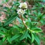 Spermacoce verticillata Flower