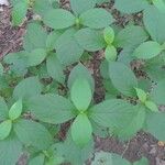 Achyranthes bidentata Leaf