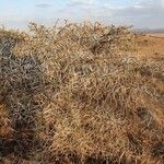 Vachellia seyal Casca