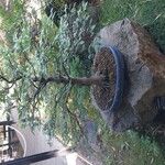 Fagus crenata Hábito