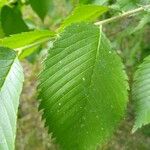 Ulmus americanaপাতা