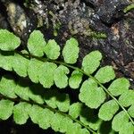 Asplenium adulterinum पत्ता