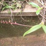 Bulbophyllum falcatum Habit