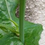 Sonchus oleraceus Bark