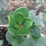 Ficus natalensis Leaf