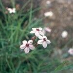 Otomeria oculata Квітка